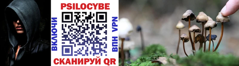 Галлюциногенные грибы Psilocybe Карачаевск